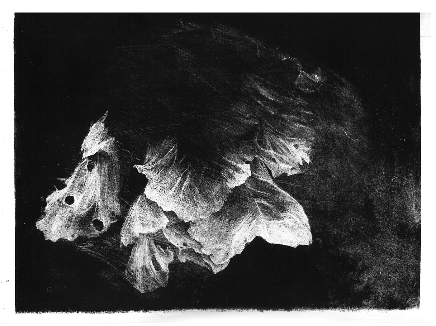 lithography photo graphics Fine Arts  Work  walnut machine Nature flower