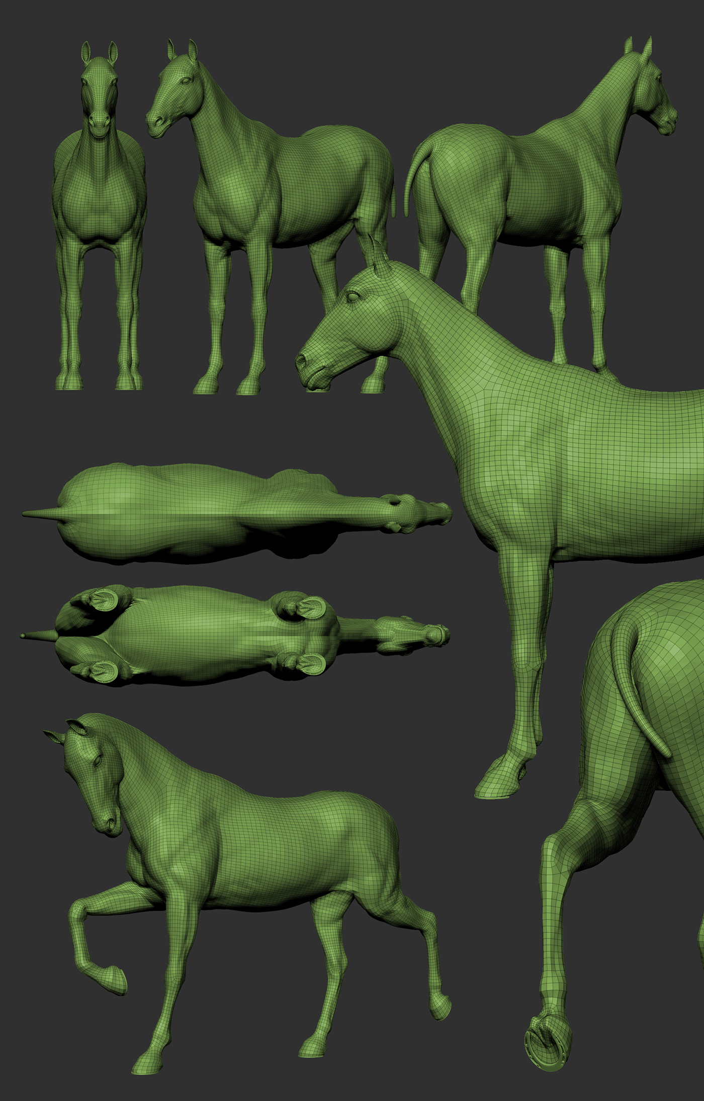 ziva horse simulation animal anatomy Xgen arnold