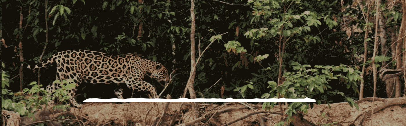 ad jaguar Coffee campaign colombia Nature Creativity