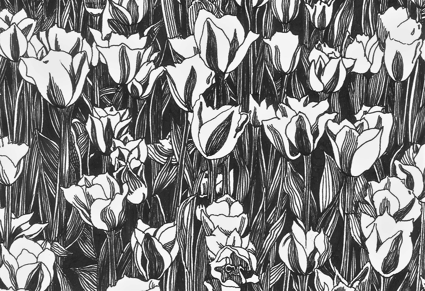 ink drawings floral art nature design Hand made drawings mastery drawing tulips nature patterns decorative art contemporary drawing artwork on paper