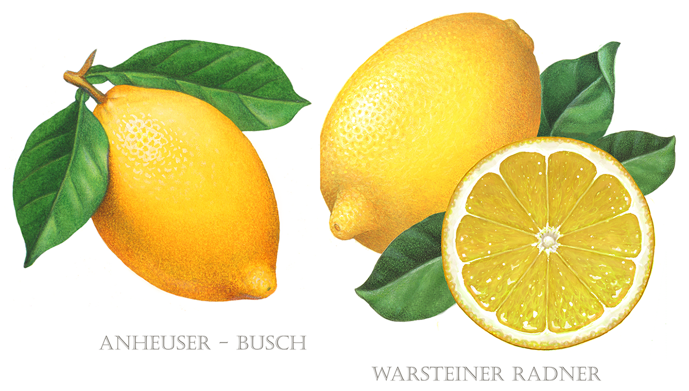 Lemon illustrations used on packaging for beer.