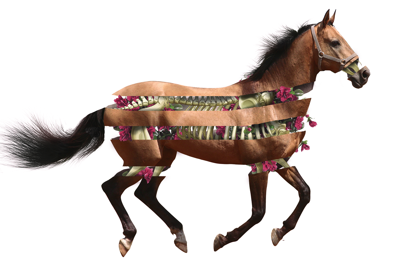 horse surrealism art Flowers collage photoshop