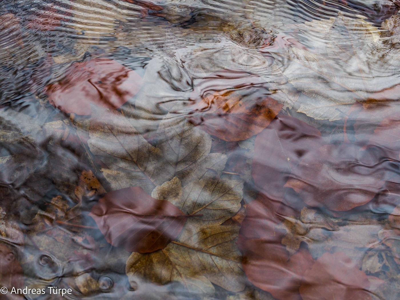 abstract autumn leaves mood Nature naturephotography Photography  reflections tranquility water