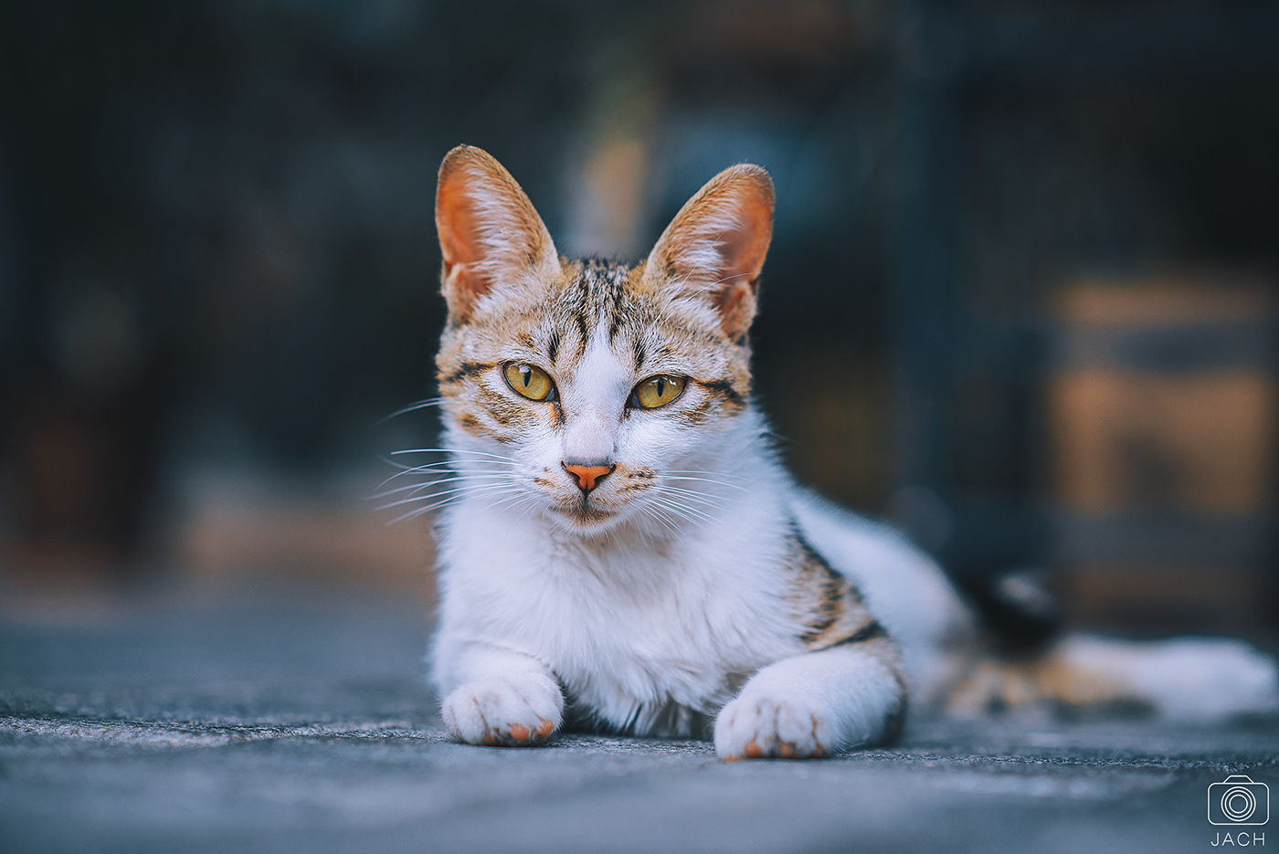 Cat civet cat