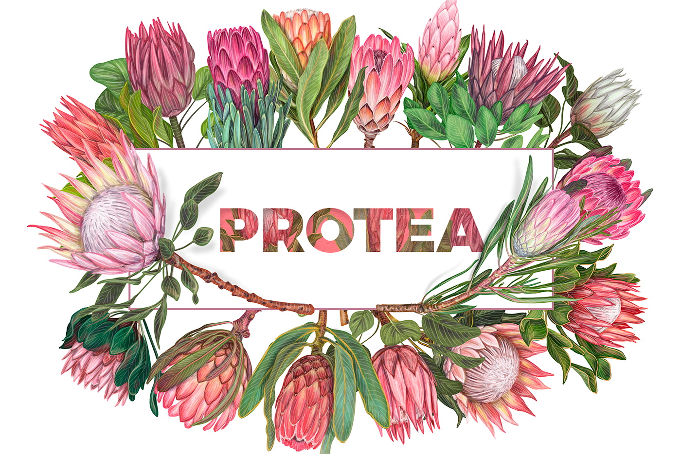Beautiful protea flower vector detailed illustrations. By Ukranian artist Natalka Dmitrova.
