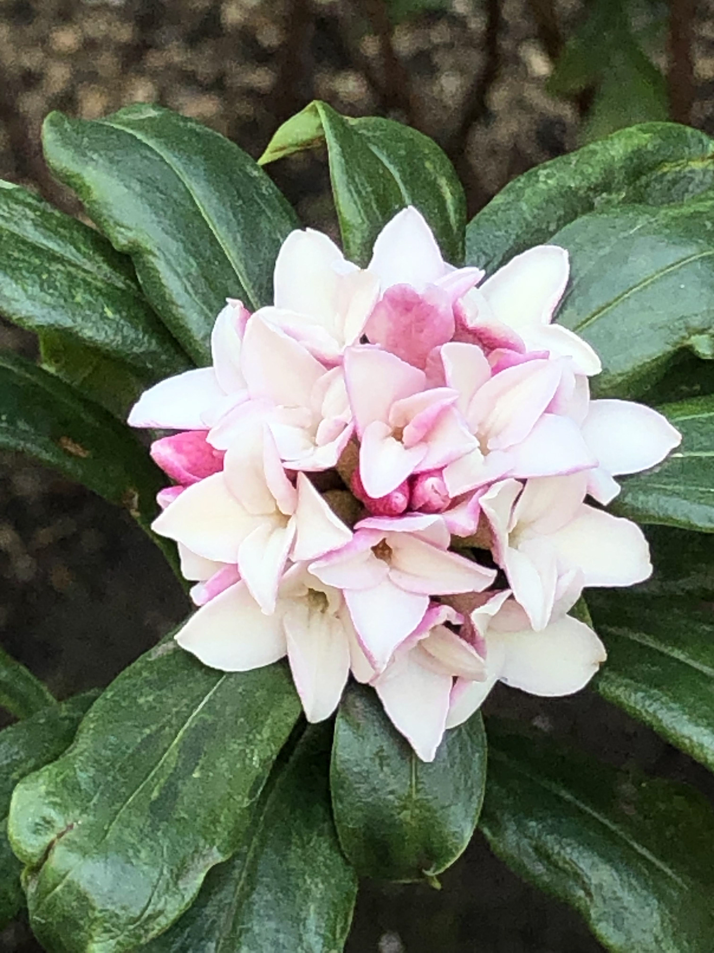 flower Daphne odora