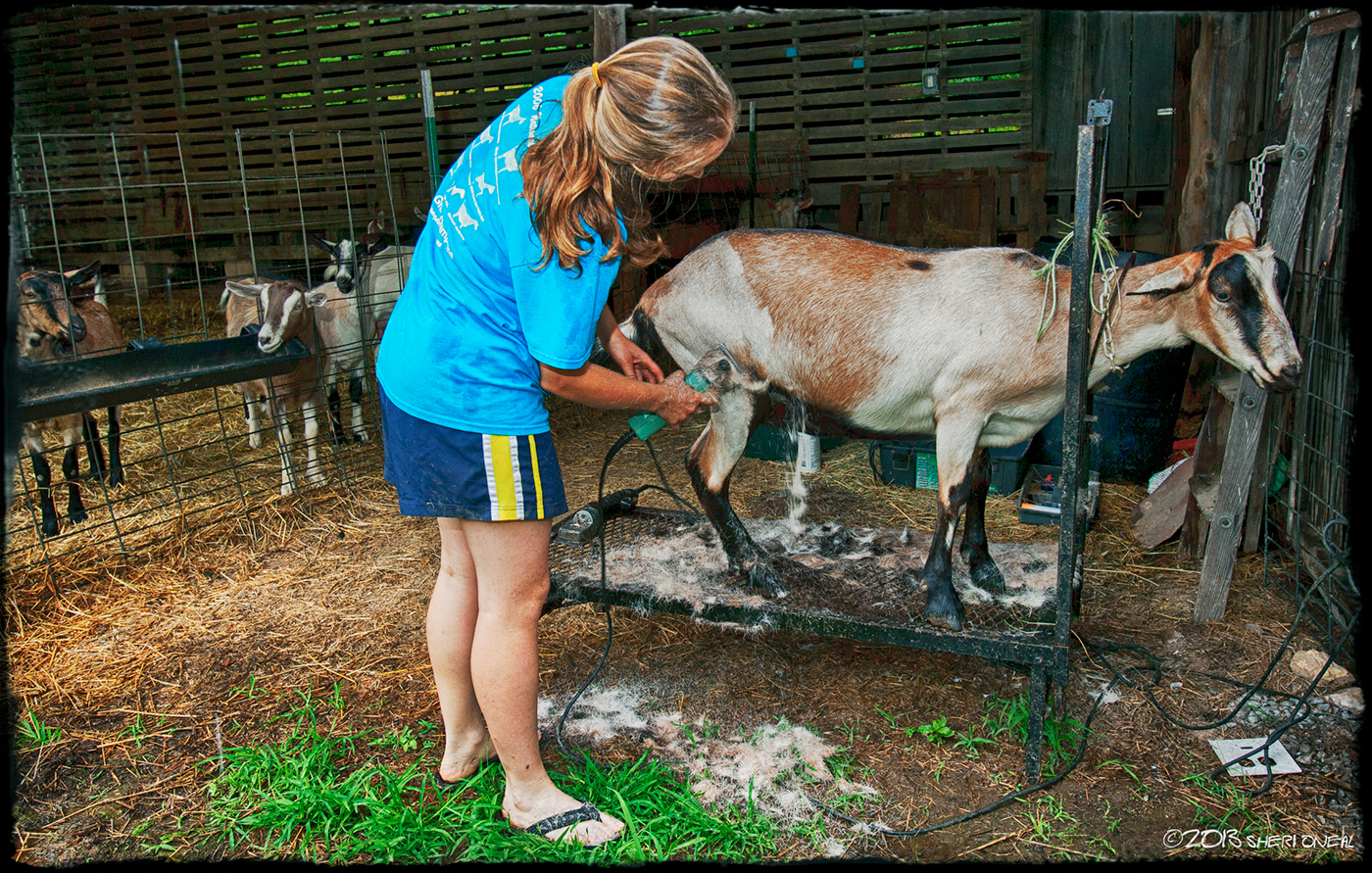 nashville commercial photographer Noble Springs Dairy dairy farm goats Photographer Sheri Oneal chickens Freerange goats milk Nashville Loves Food