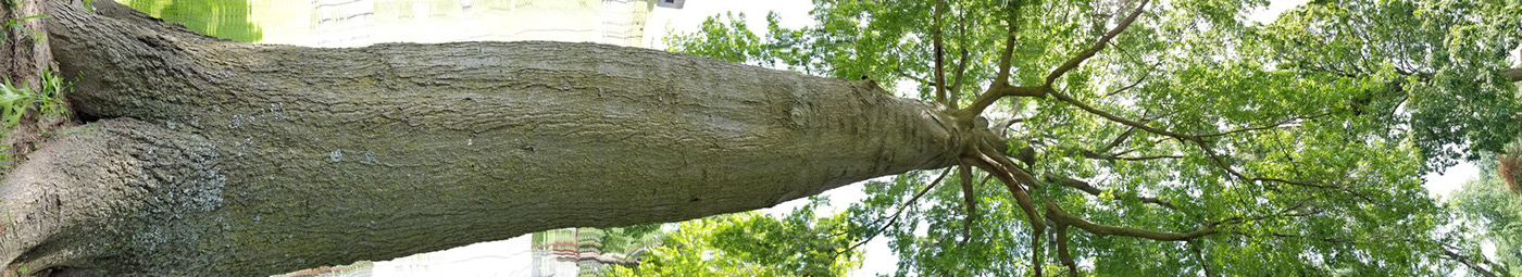 bark Outdoor texture Tree  wood
