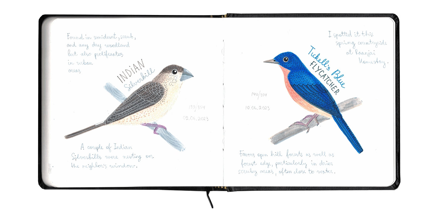 bird sketchbook birdwatching sketch field notes wildlife Nature doodle birds scientific illustration