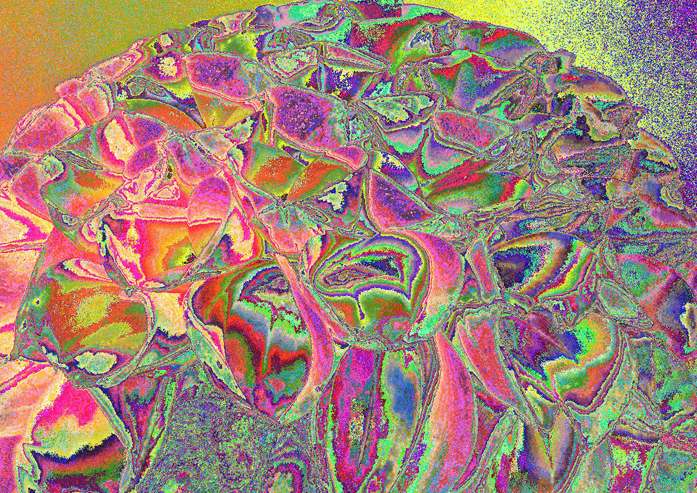 abstrac bug color digital flower photo png