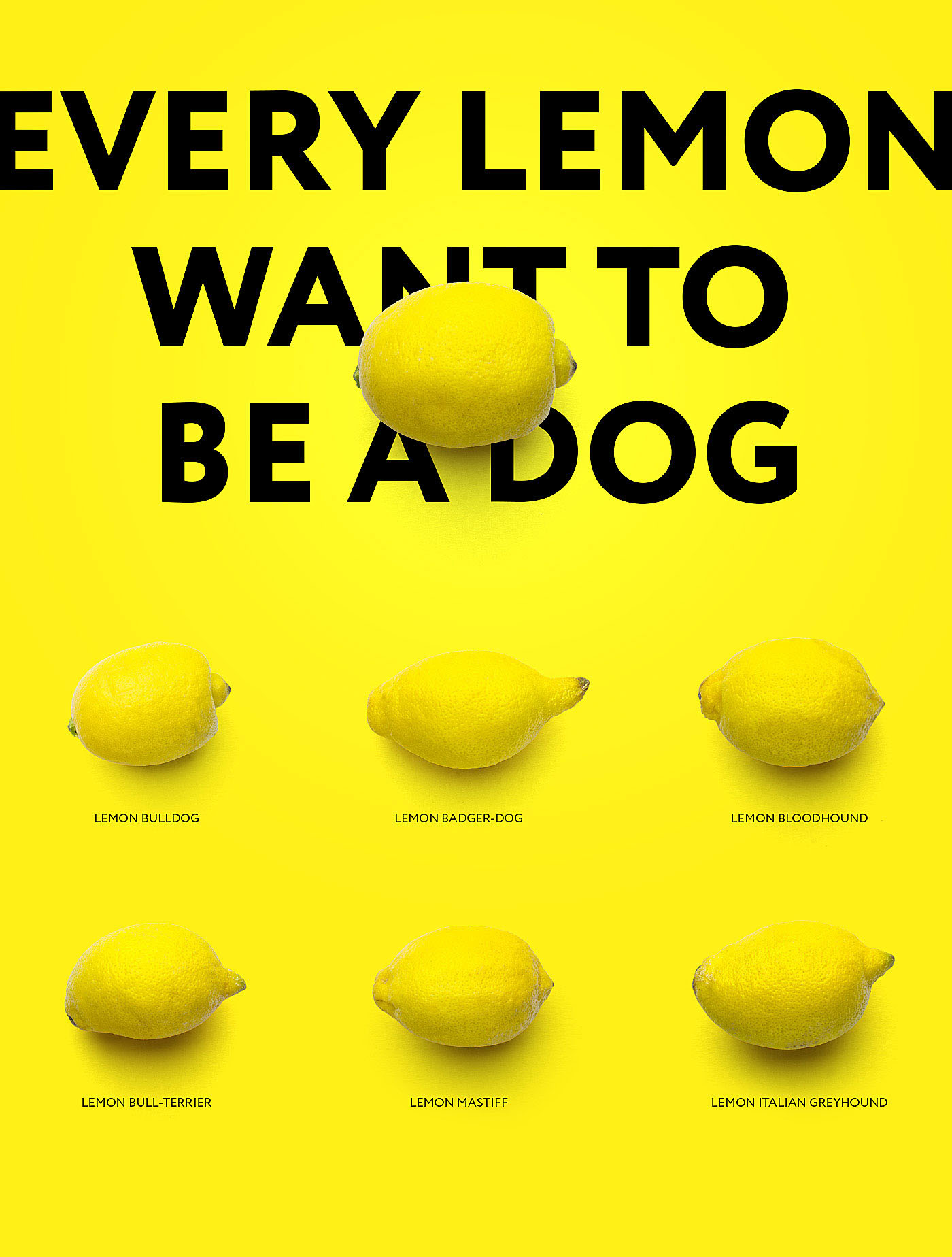 lemon dog lemondog marketing   yellow pattern nice wolf internet-marketing
