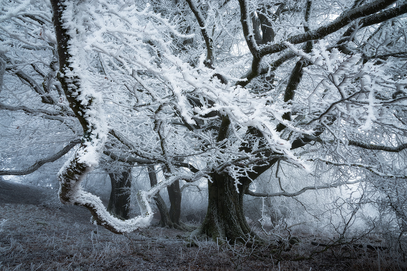 winter forest wood trees frost fog mist mood hoarfrost