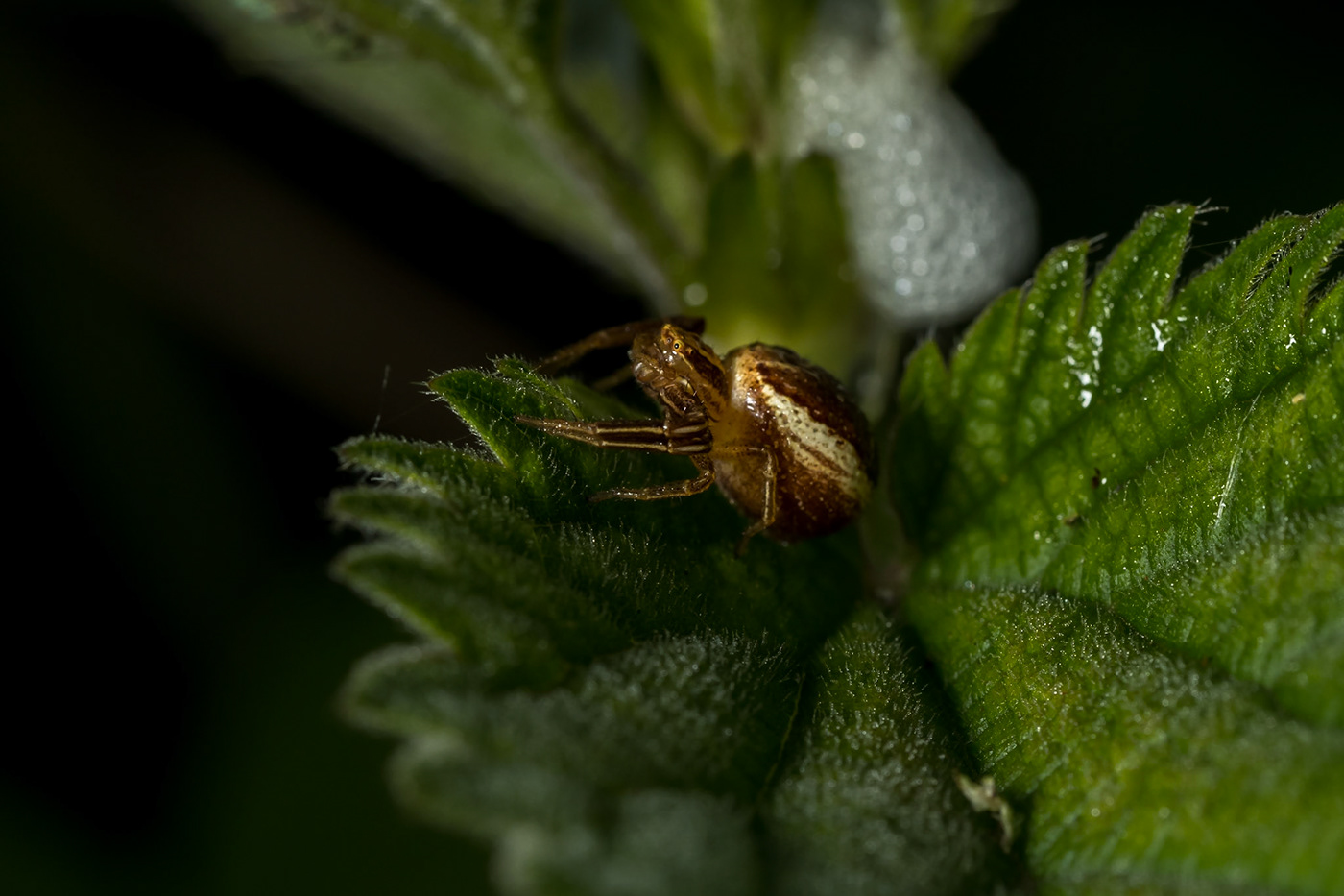 flashphotography insectphotography Insects macro macrophotography naturephotography olympusphotography spider spiderphotography