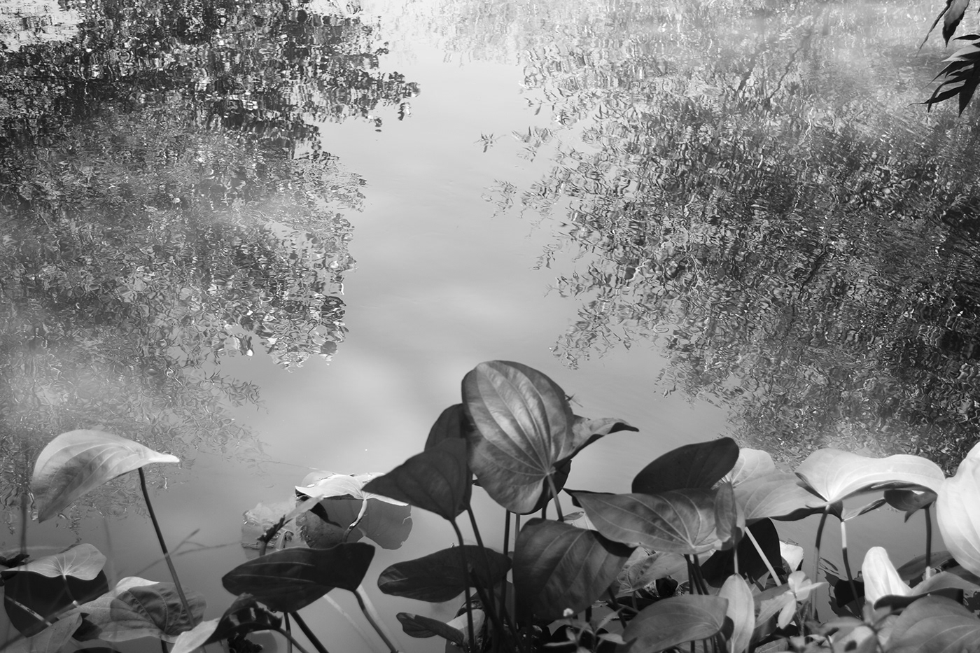 naturaleza arboles plantas foto blancoynegro Fotografia grises