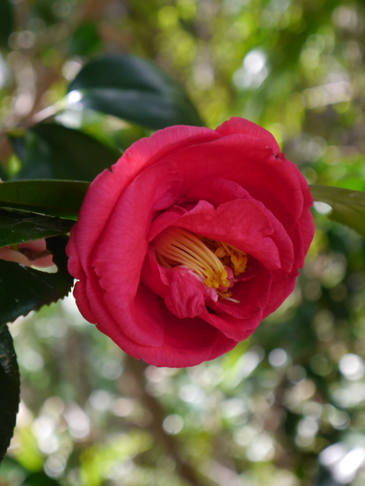 flower Tree  Camellia