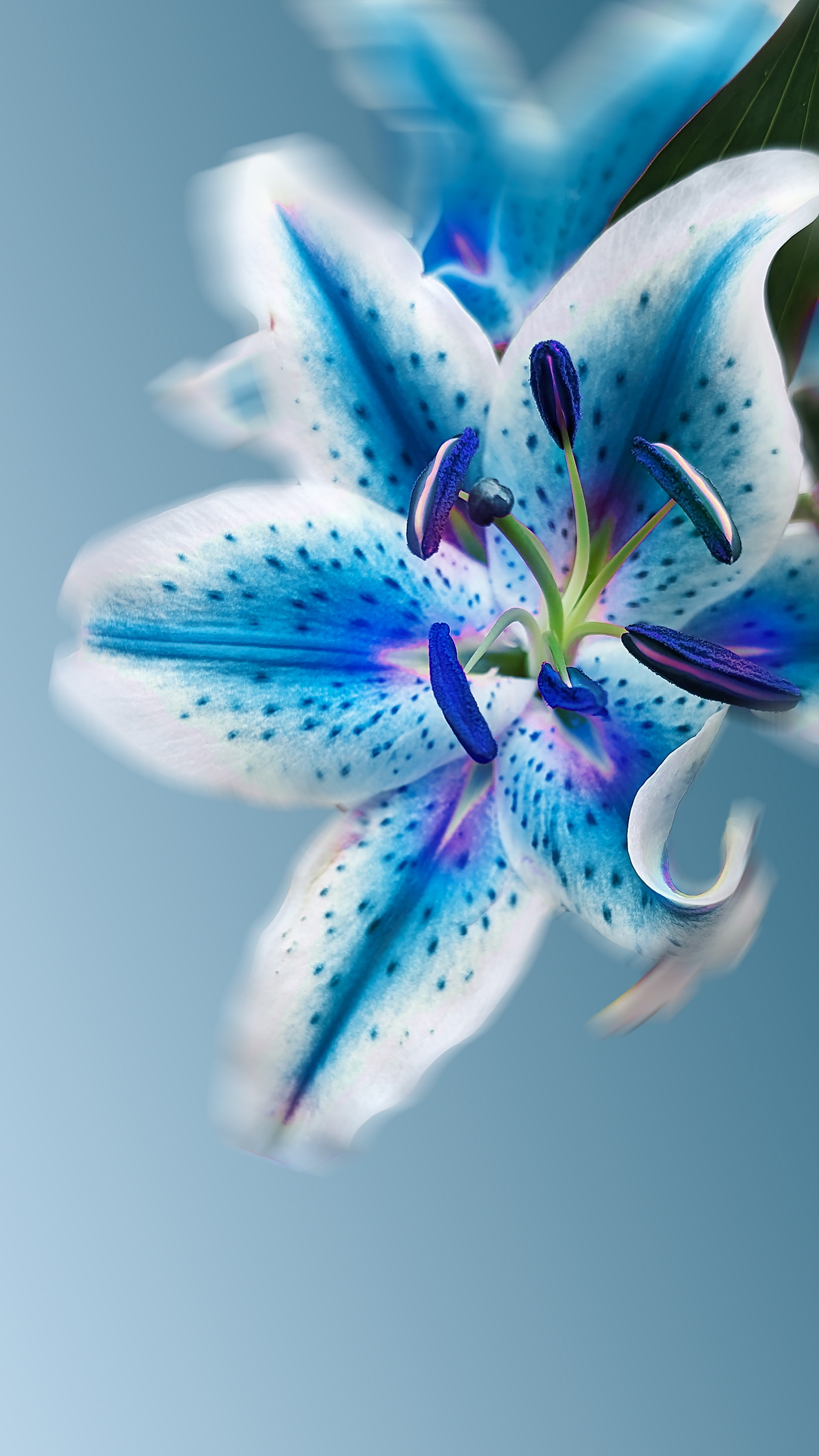 blossom shelby hanlon Photography  photographer Flowers Nature floral color photoshop blues