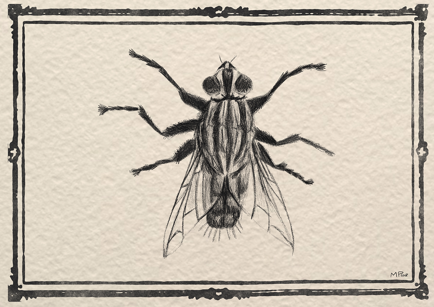 insect frame ILLUSTRATION  hatching points