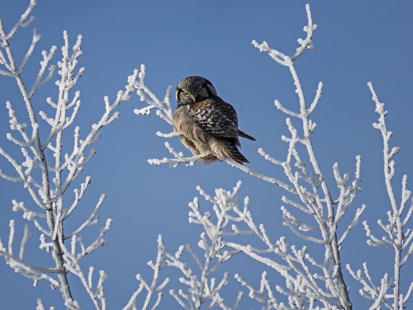 animals birds owls sheep eagle