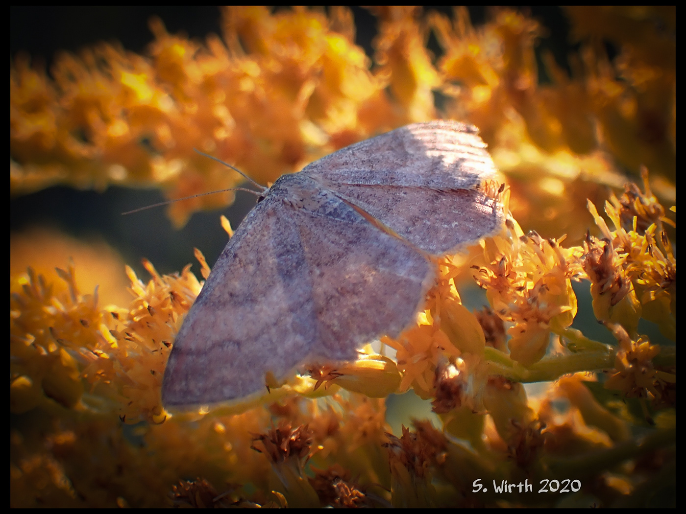 berlin Geometridae goldenrod lepidoptera moth rosenthal september 2020 Stefan F. Wirth
