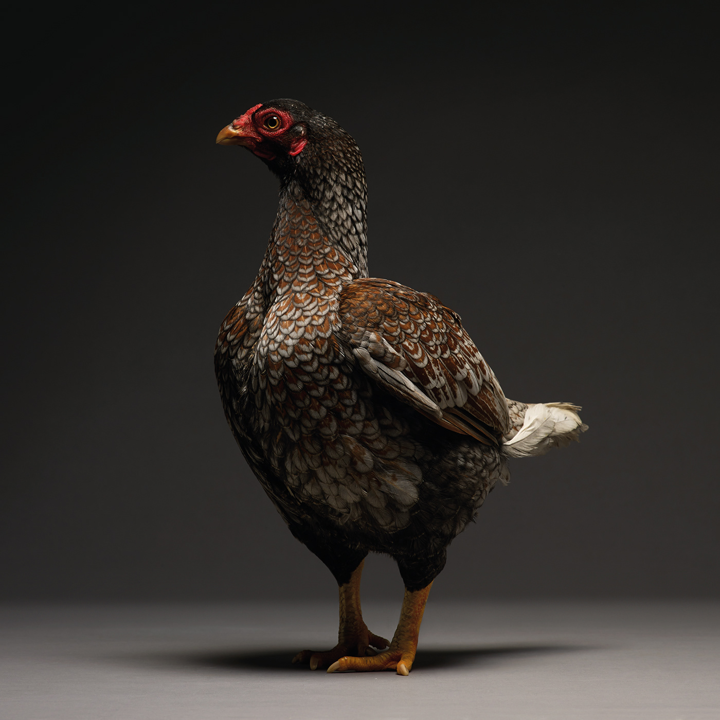 animals book chicken coffe images photographic post Shadows spotlight table