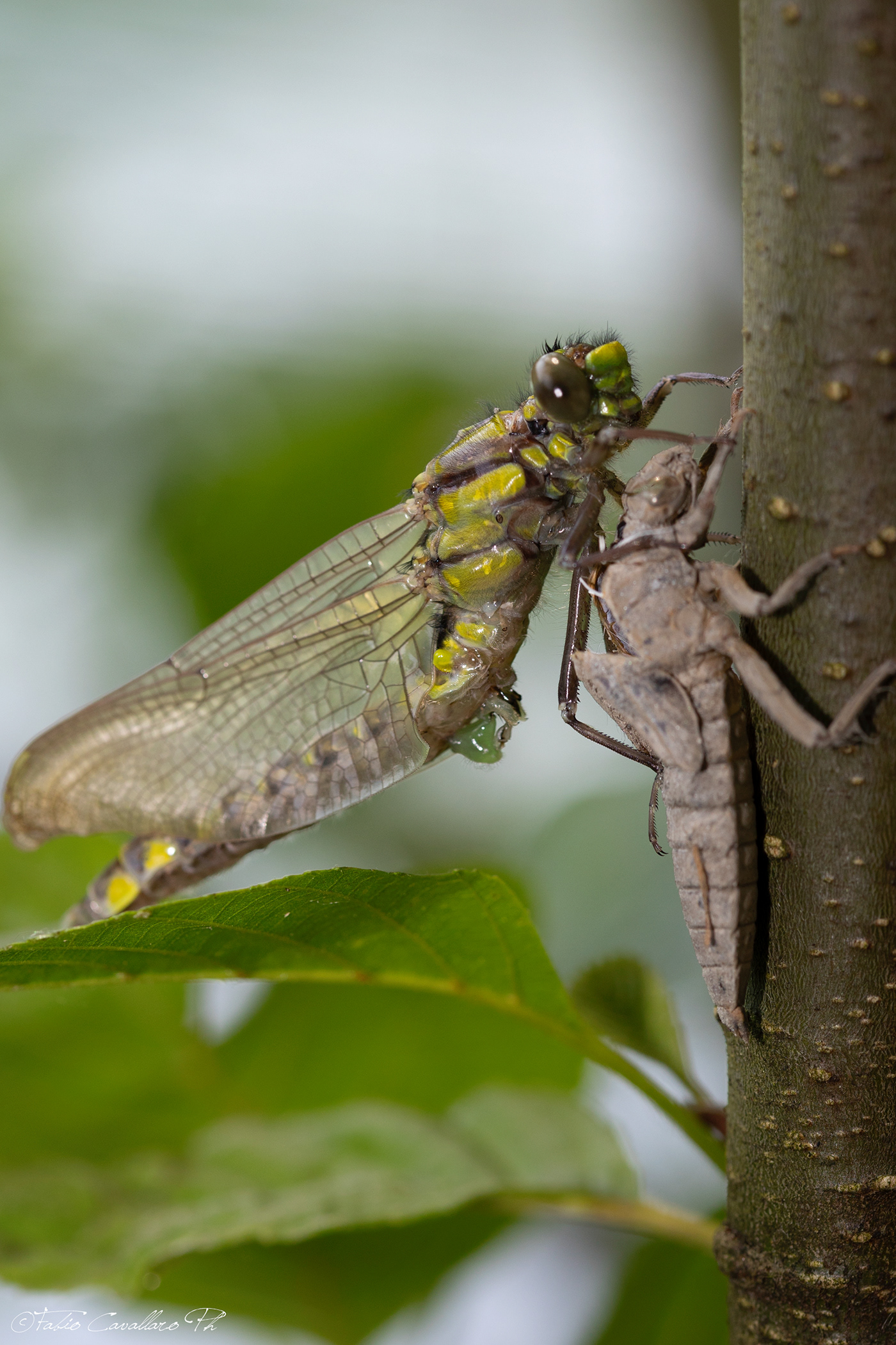 natura entomología libellula dragonfly insect Nature Photography 