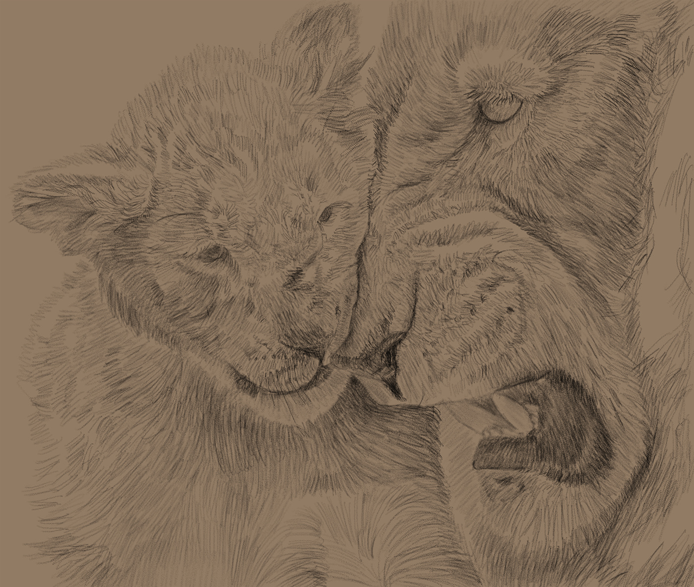 art Custom Drawing Drawing  ermir kolonja FINEART lion drawing Lions pencil portrait sketching