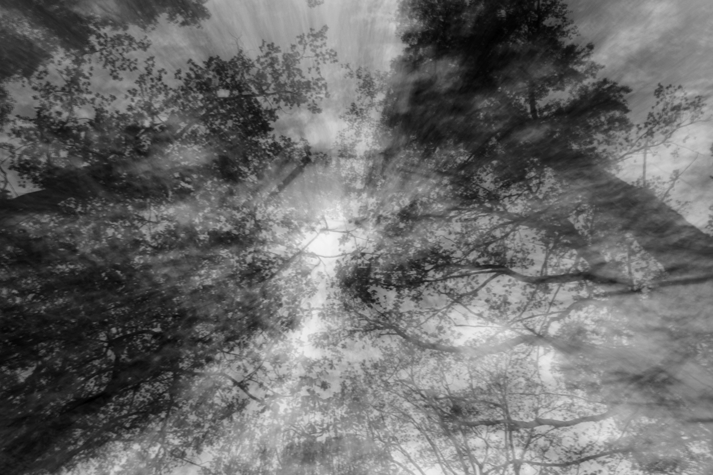 photo Nature black arthouse avangarde abstraction speed shutterspeed Melancholy forest