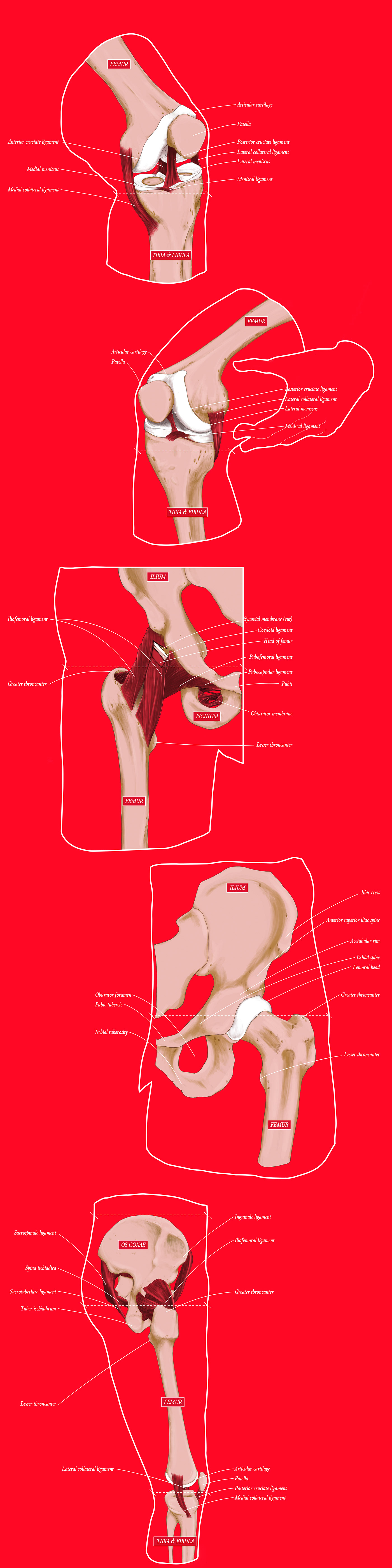 anatomy anatomy illustration Health joints medical medical illustration science scientific illustration