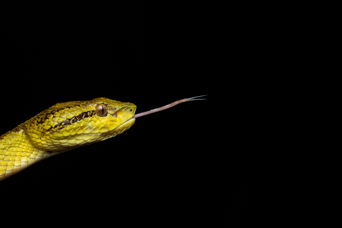 Amphibian macro snake Macro Photography malabarpitviper Photography  Wildlife photography yellow pit viper