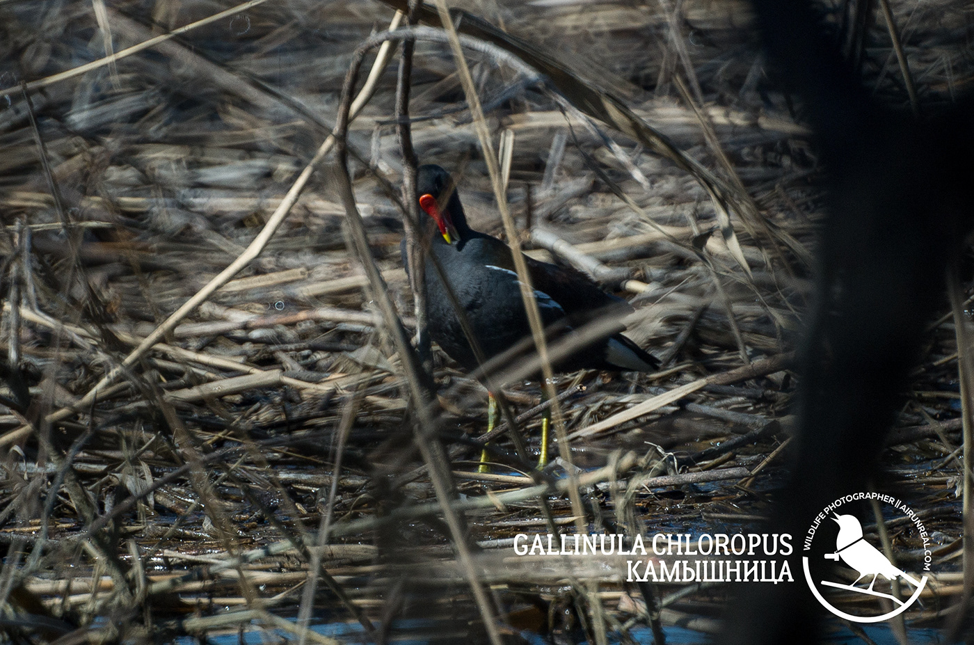 Сommon moorhen waterhen swamp chicken Gallinula chloropus bird birds birdswatching volgograd Russia wildlife
