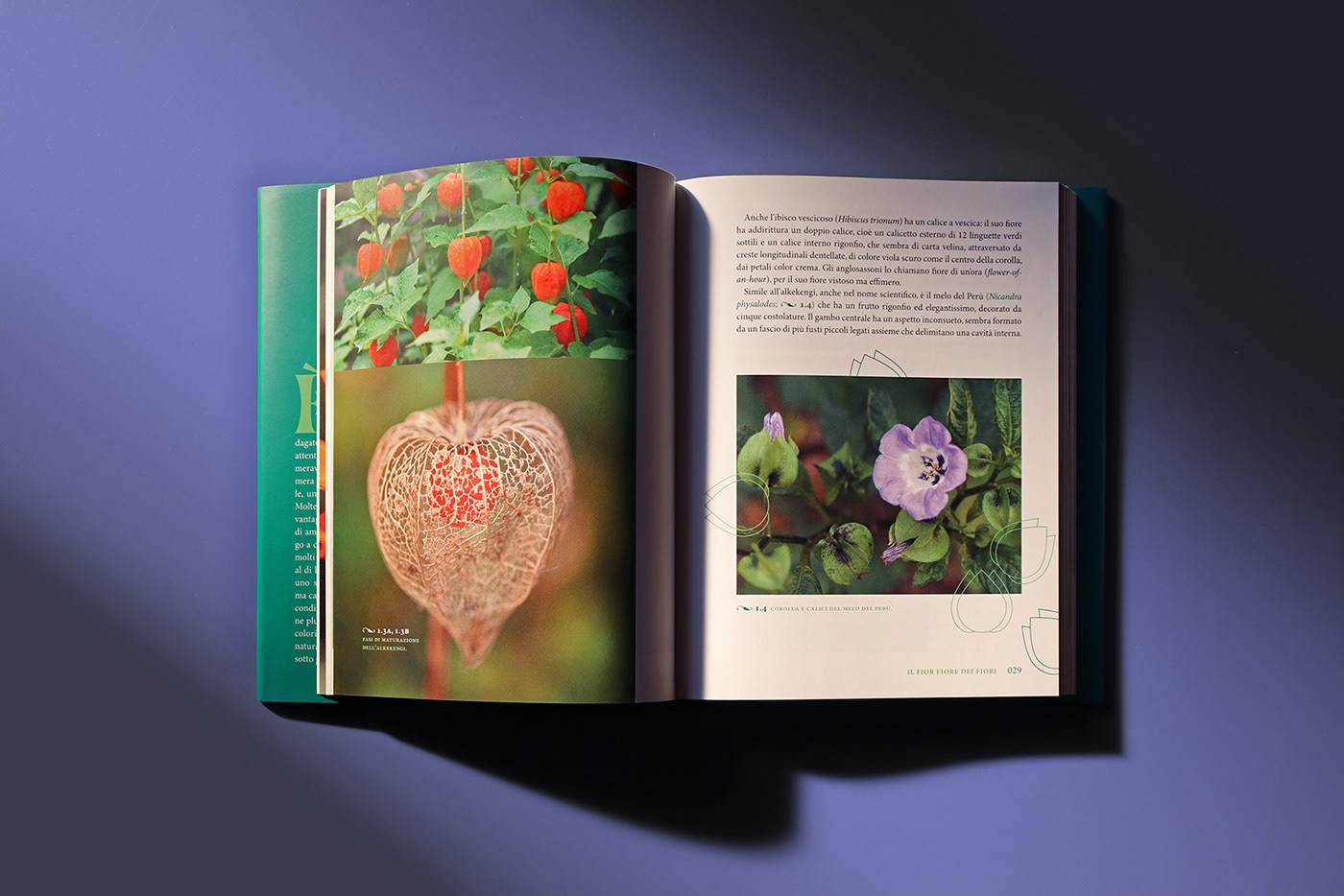 book editorial design  Flowers Layout Nature plants typography  
