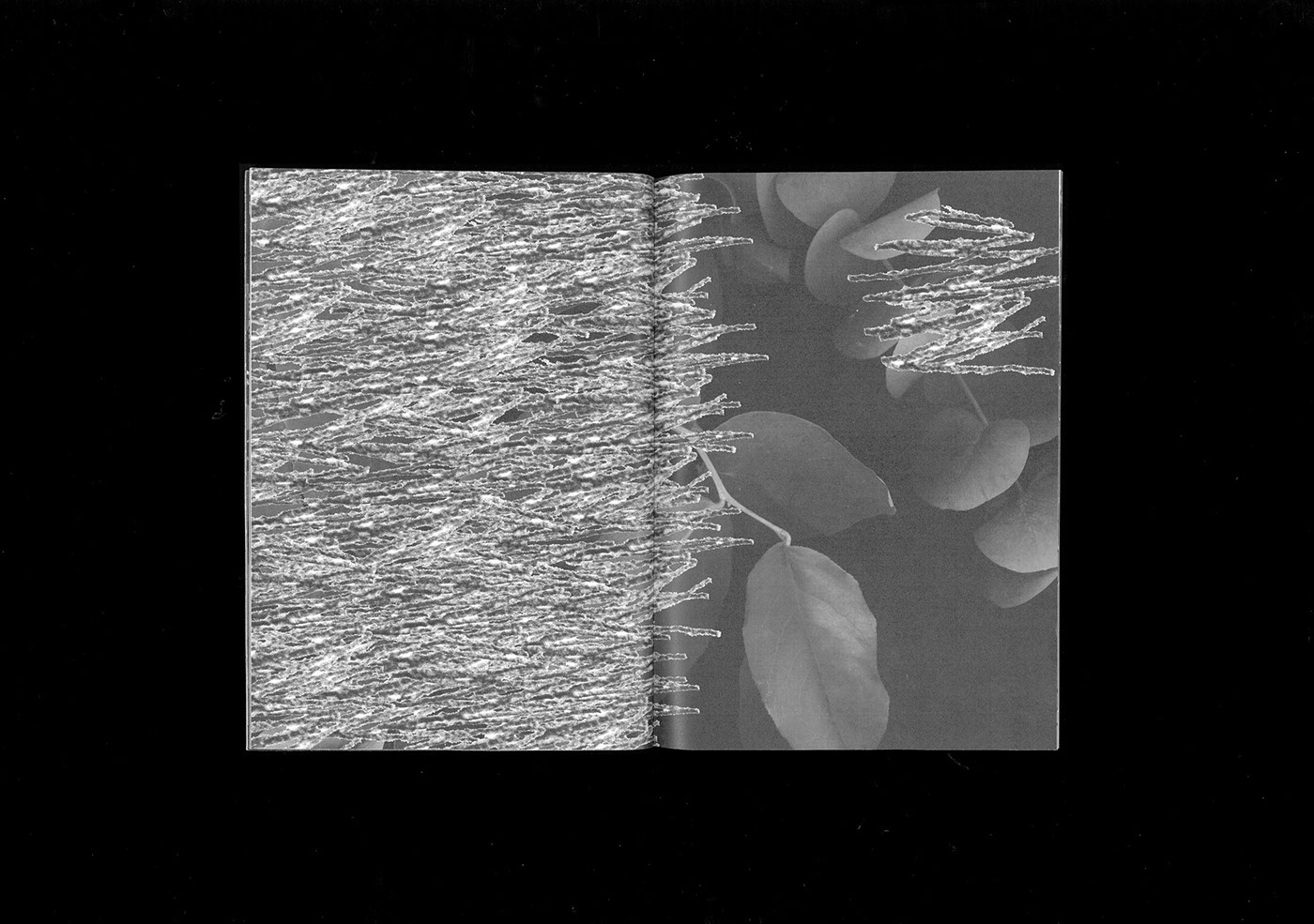fanzine black and white edition publication plants photo graphic design  b&w