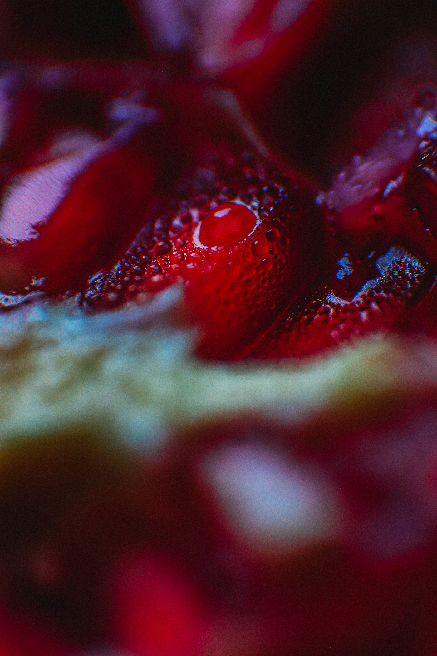 colors Food  fresh fruits lightroom Macro Photography Nature Photography  red texture