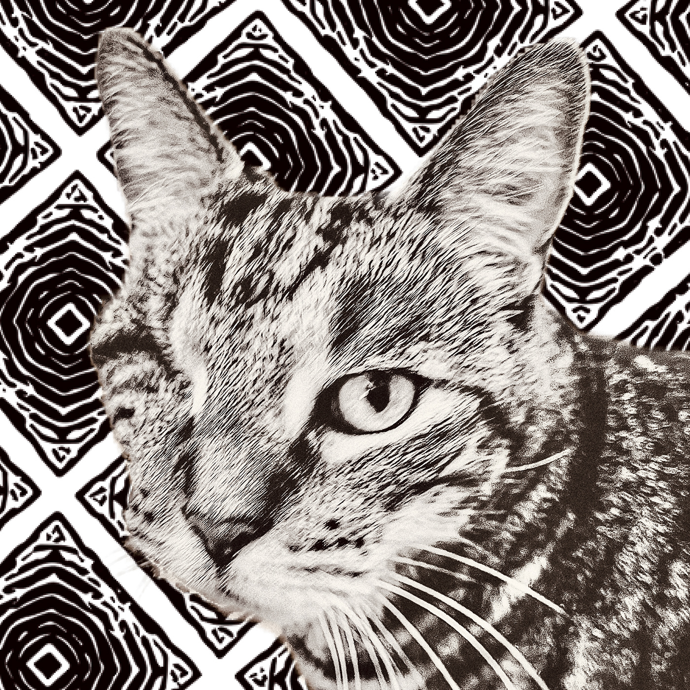 Cat graphic design  pattern Photography 