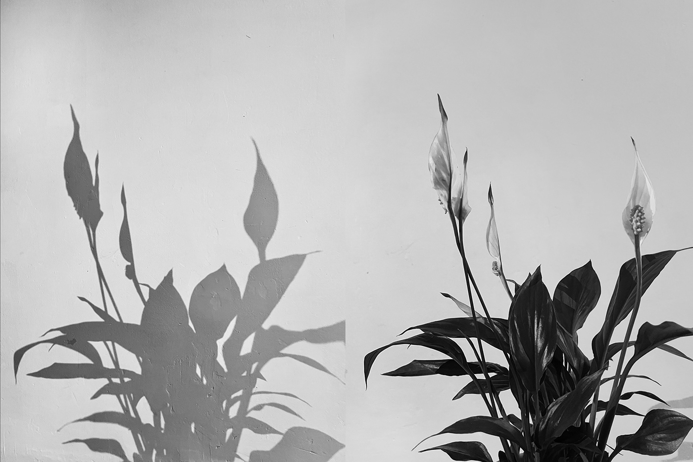 black and white monochrome Nature dyptich