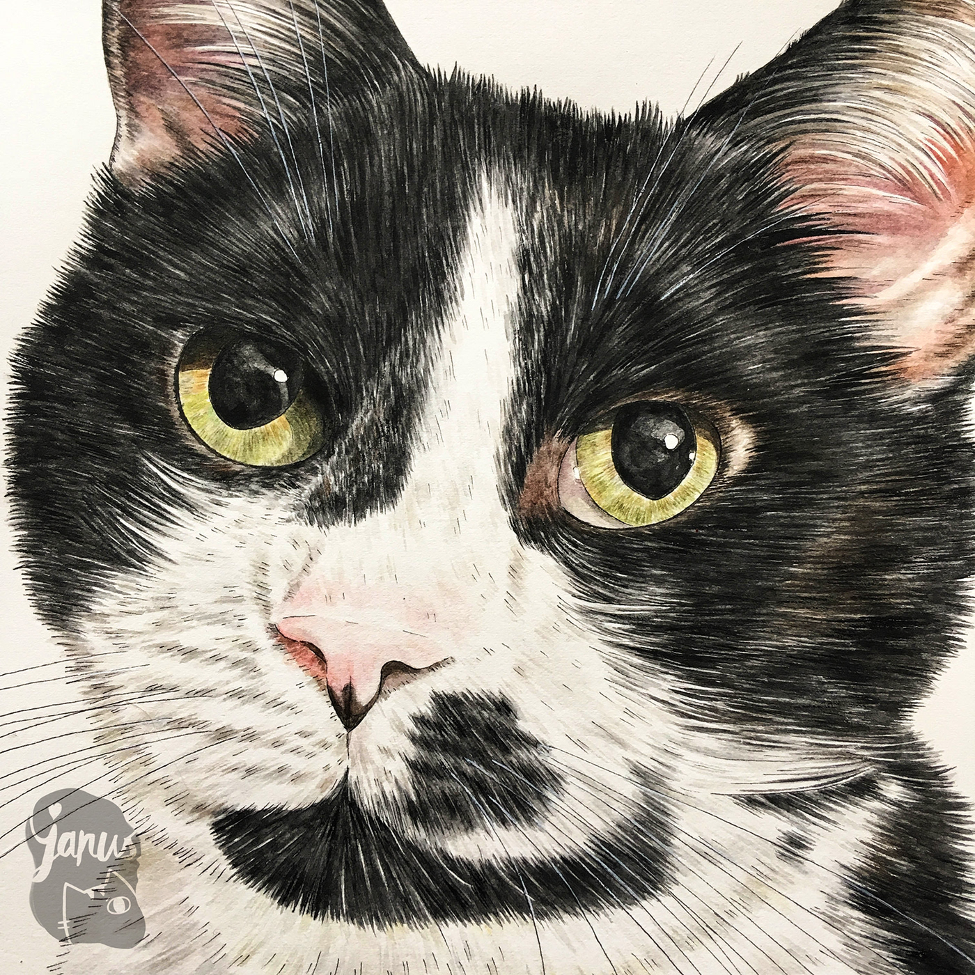 cats watercolour catart watercolor portraits Pet family Love januslee auckland