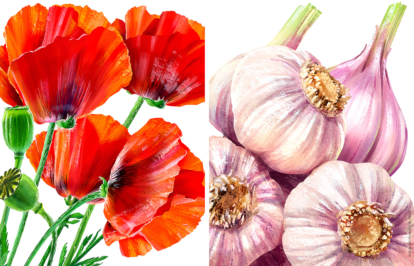 Poppy and garlic illustrations for spice packages