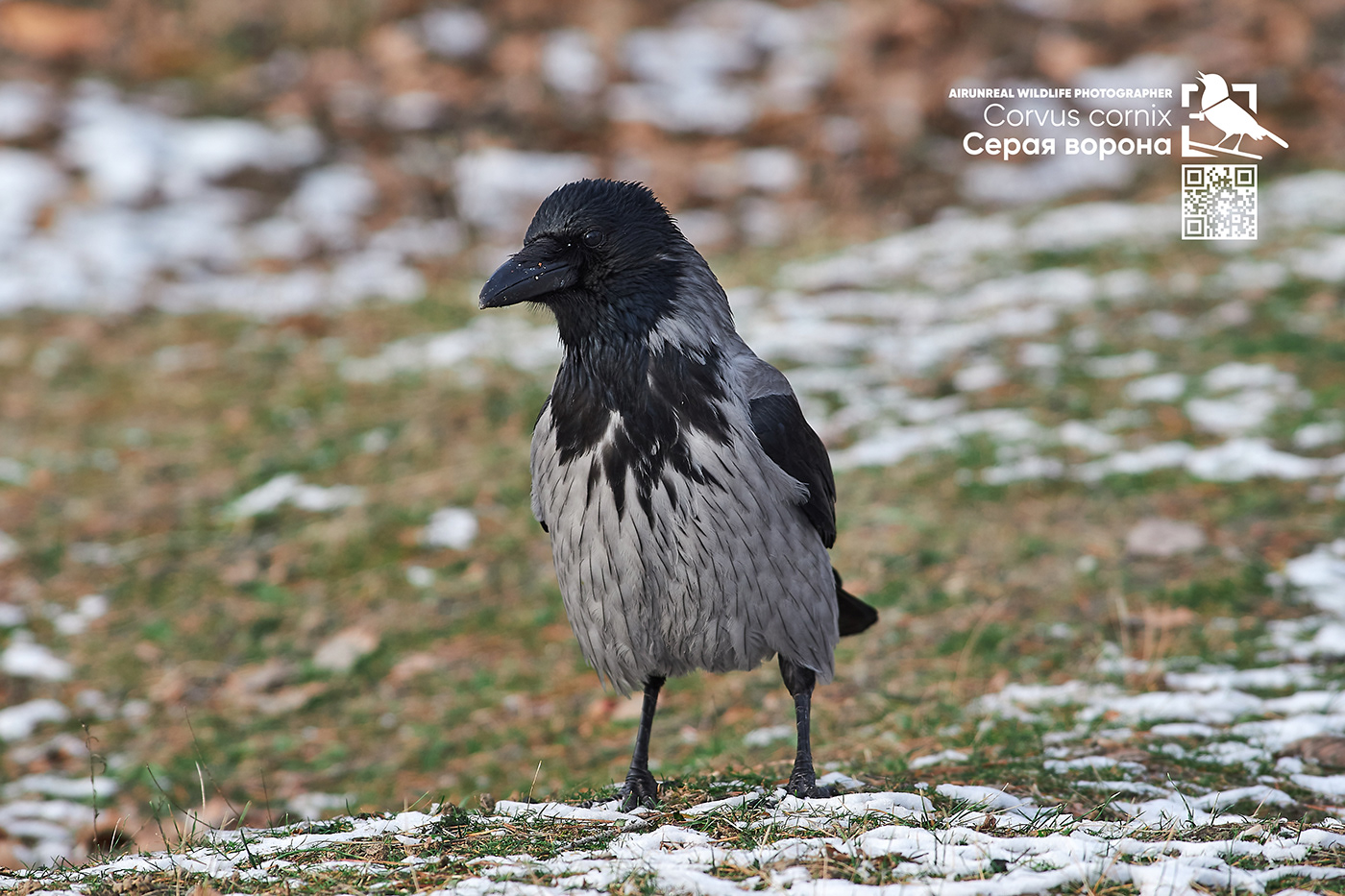 bird birds birdswatching volgograd Russia wildlife Corvus cornix hooded crow