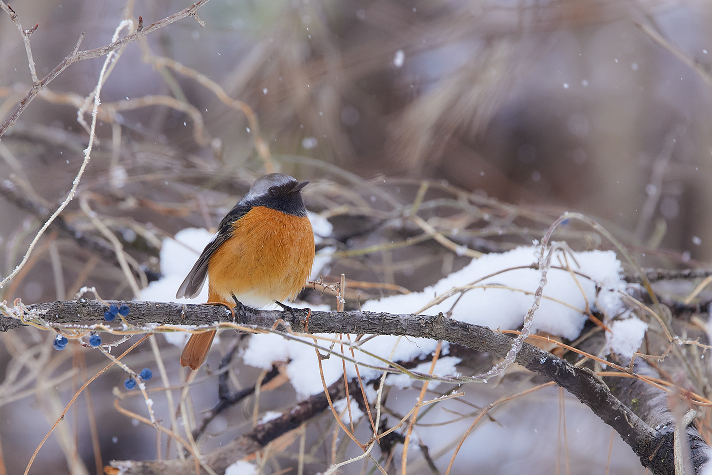animal bird Canon forest ice Landscape Nature Photography  snow winter
