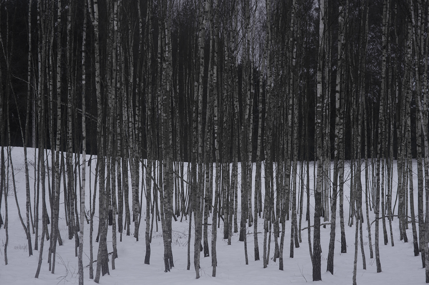 lietuva lithuania Nature Tree  winter Mindaugas Buivydas tree art darknes