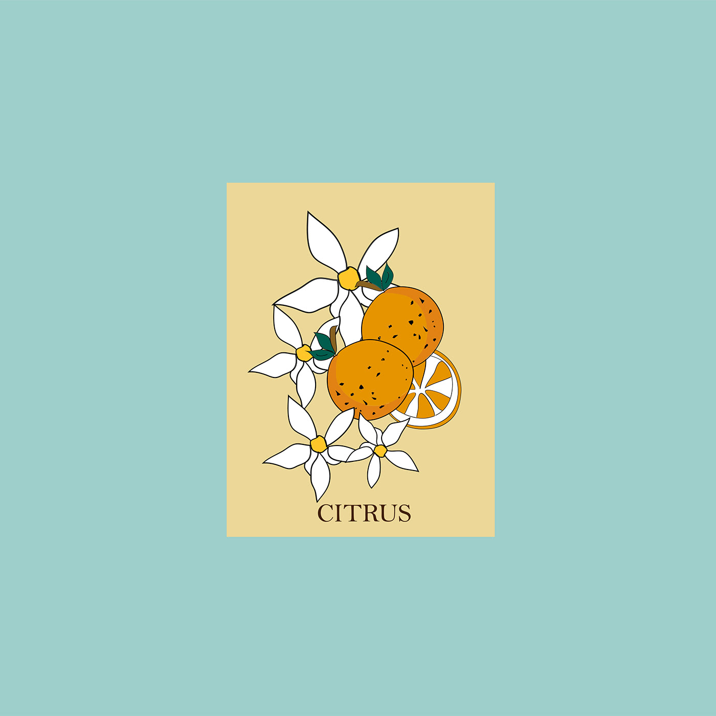 botanica citrus Flores granada illustracion Illustrator manzanilla naturaleza zinnia lenguajedelasflores