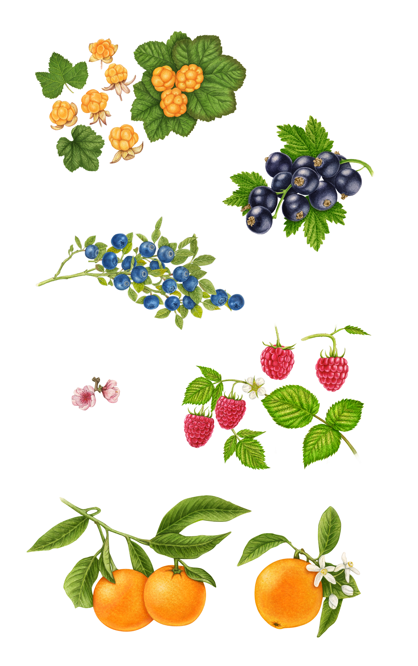 jam fruits berries Conserve packaging design farm nostalgic heimefrå Lerum traditional