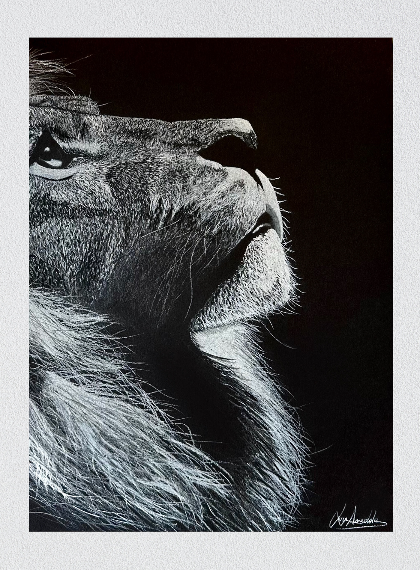 Drawing  Disegni illustrazione pastello matita animali leone