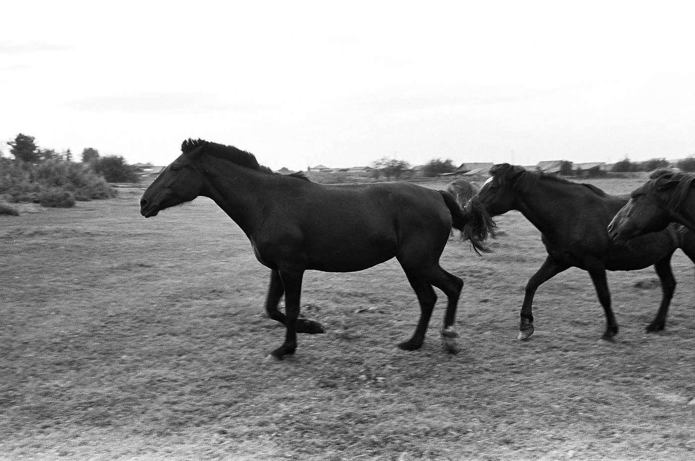 35mm horse analog Photography  Russia Siberia animals Nature Canon ILFORD