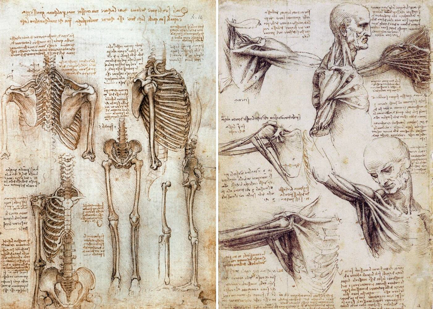evolution Nature design nosigner Education invention innovation designthinking art anatomy