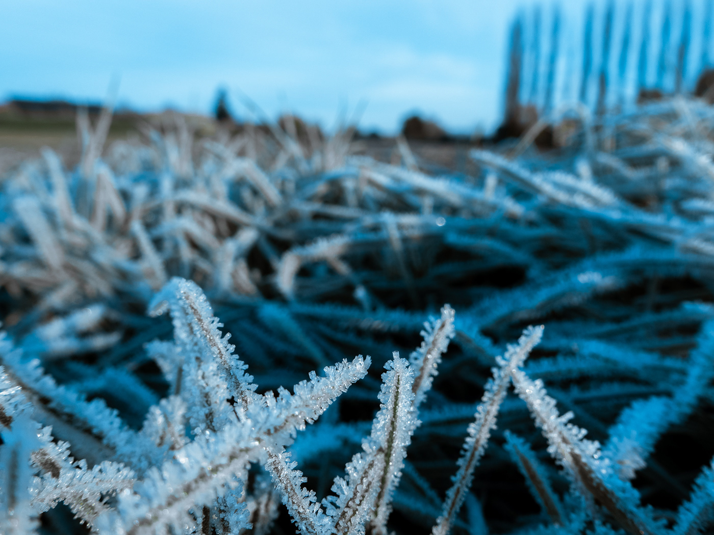 cold cristaux FREEZE gel grass herbe hiver light lumière Nikon D5100 Plant plante winter