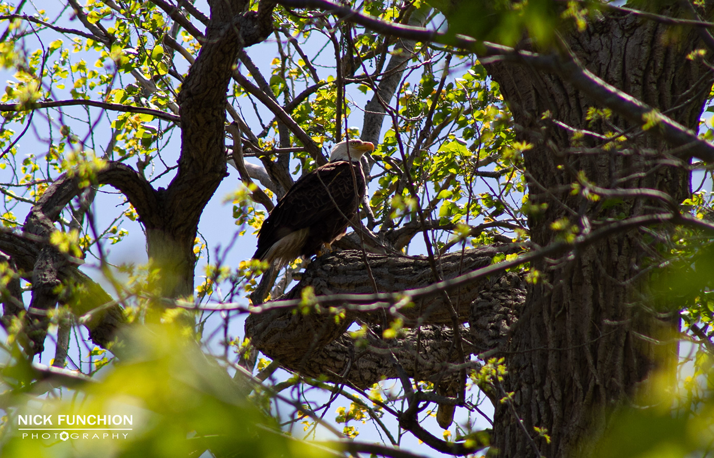 baldeagle bird flight Mageemarsh ohio Tree 