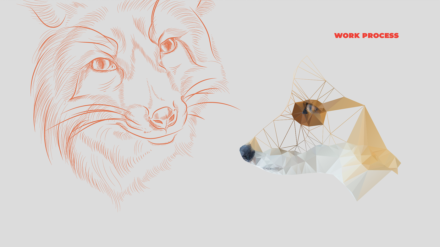 fox vector illustration, line, low polly. work process