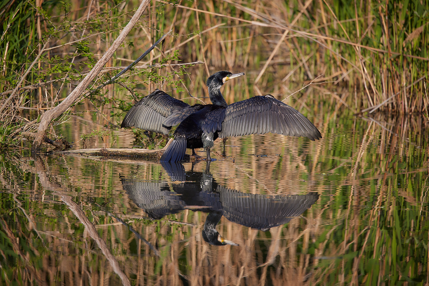 animal bird black Landscape MORNING Nature river water