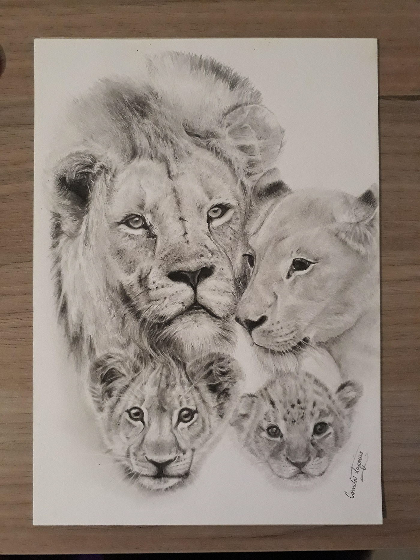 amor Felinos filhos leão leãozinho leõezinhos mãe pai